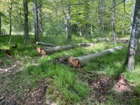 Stammholz, Polter Buche, Brennholz Baden-Württemberg - Krautheim Vorschau