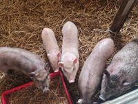 Mini Schweine zu verkaufen Nordrhein-Westfalen - Marsberg Vorschau