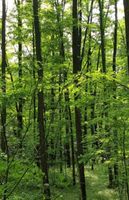 Robinie - Robinienholz - Robinienbäume - frisch aus dem Wald Brandenburg - Beeskow Vorschau