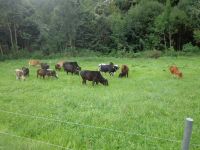 Bio Zwergzebukühe Zebu Bayern - Brannenburg Vorschau