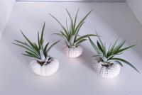 Luftpflanze Airplant Tillandsia im Seeigelgehäuse Schleswig-Holstein - Schuby Vorschau