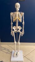 Skelett anatomisch Saarland - Merchweiler Vorschau