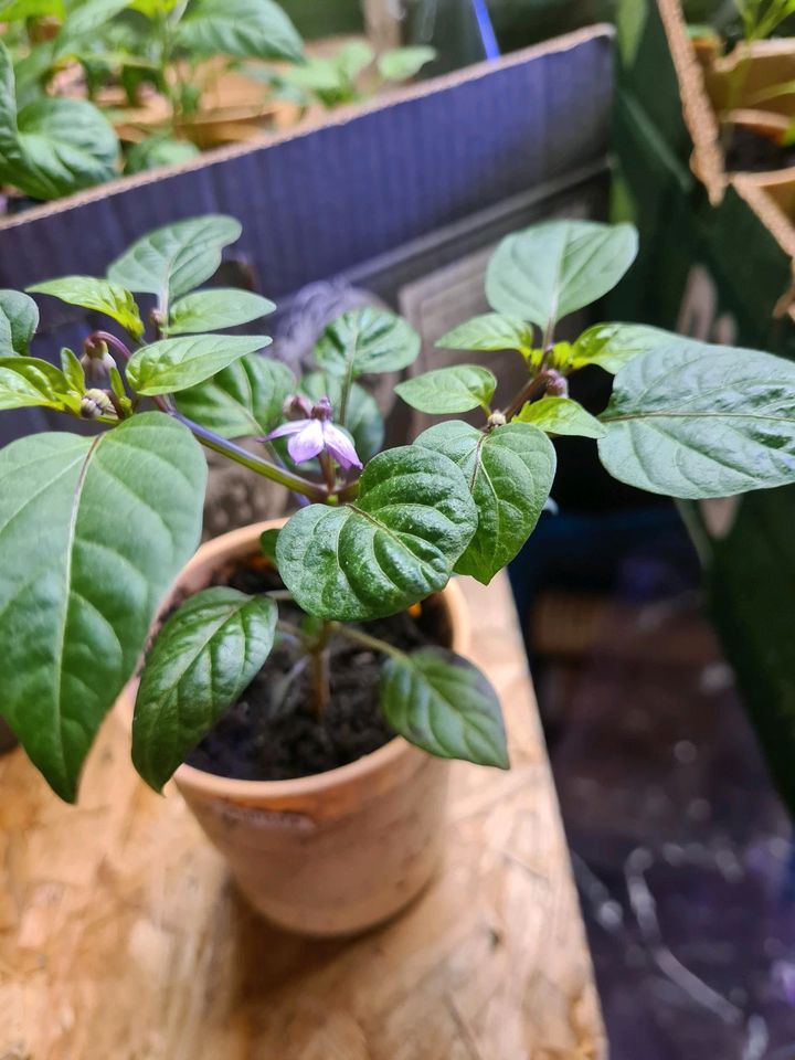 Chili Pflanzen Carolina Thei Lemon Moruga Pa in Graben-Neudorf