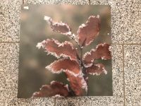 Leinwandbild Blatt, Blätter, Winter 40x40 cm NEU Bayern - Kemmern Vorschau