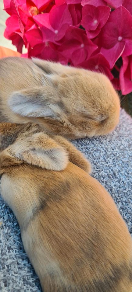 ❤️ Minilop ♥️  Zwergkaninchen Zwergwidder Hasenbaby Hase in Haimhausen