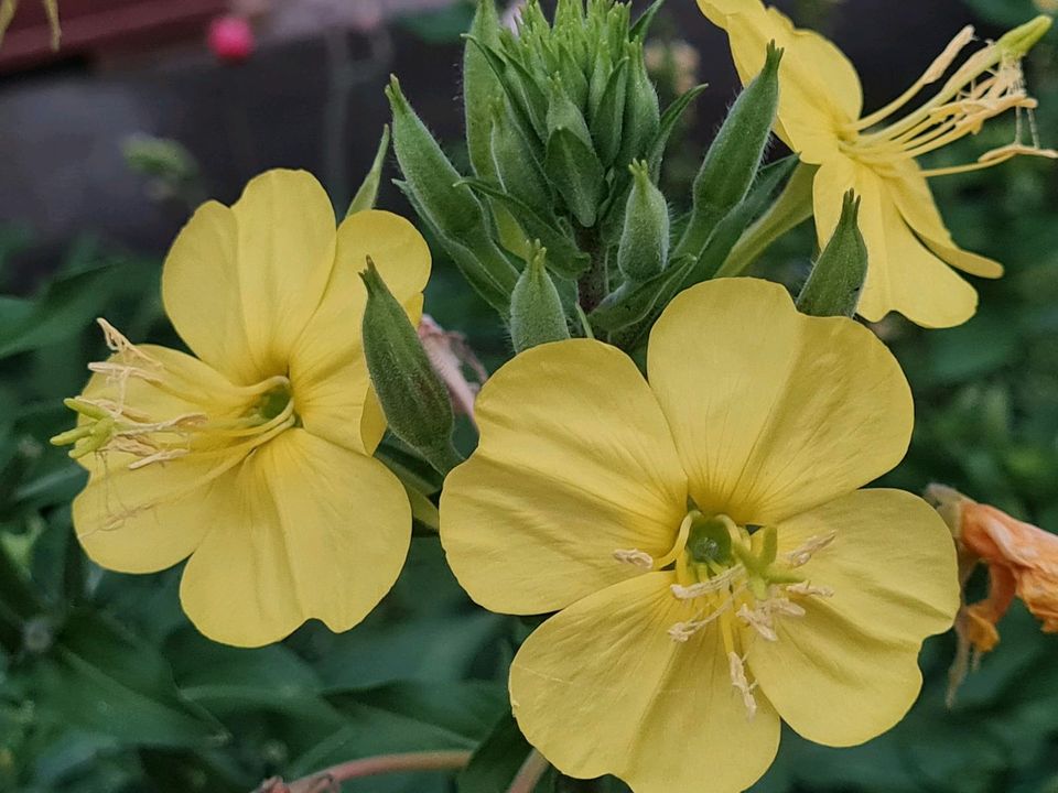 Gewöhnliche Nachtkerze (Oenothera biennis) - Samen in Dresden