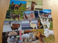 11 × Postkarten Alpaka / Lama, neu, aus Kalender Bayern - Langenzenn Vorschau