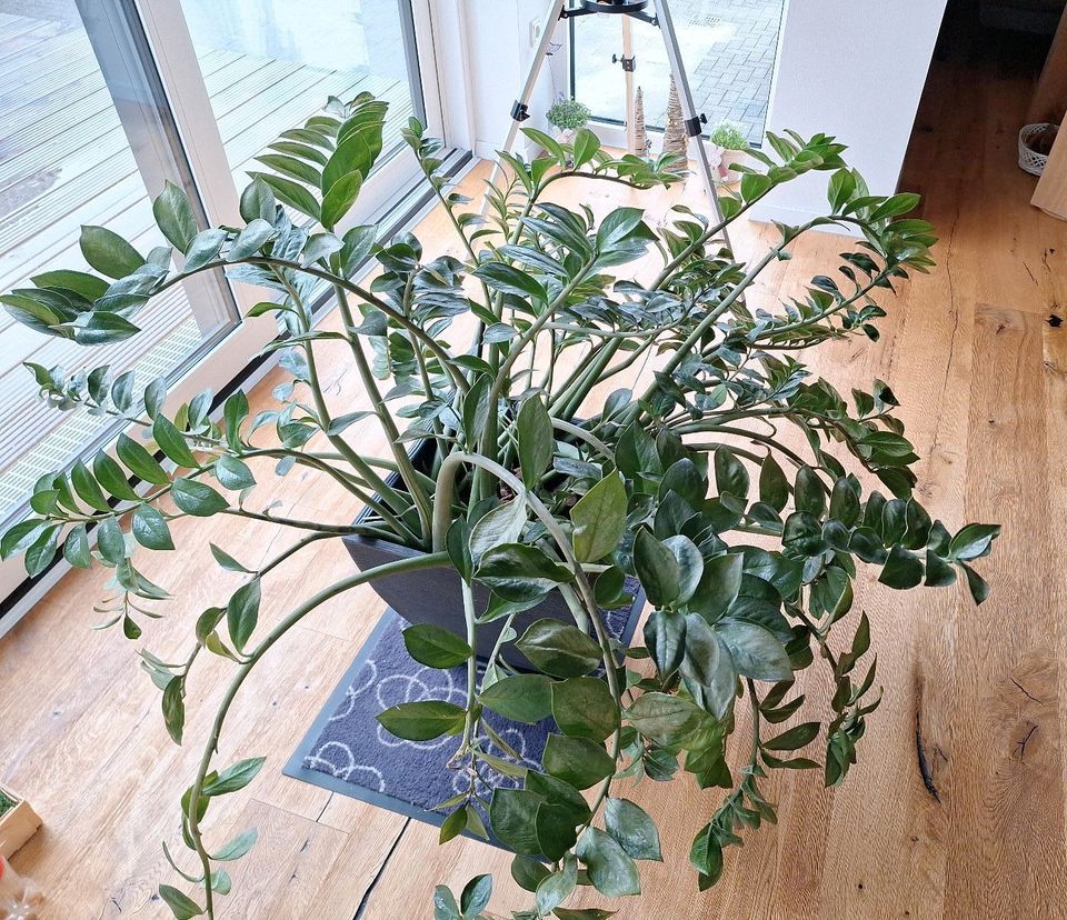 Große Zamioculcas Glücksfeder in Drolshagen