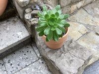 Rosetten -Pflanze  -Aeonium Urbicum arboreum Bayern - Grub a. Forst Vorschau