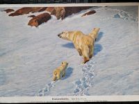 Original Lithographie Eisbärenfamilie Bayern - Oberreute Vorschau
