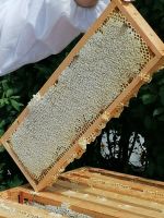 Bienenvolk Jungvolk auf Dadant Hessen - Mühlheim am Main Vorschau