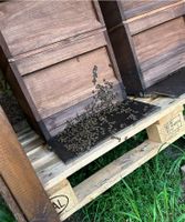 Zander Beute Bienen Niedersachsen - Katlenburg-Lindau Vorschau