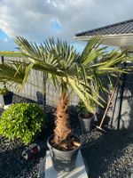 Trachycarpus Fortunei Palme winterhart Nordrhein-Westfalen - Zülpich Vorschau