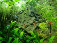 Aquarium Fische Guppys Sachsen - Rothenburg Vorschau