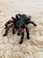 Spinne Schleich Vogelspinne neuwertig Dresden - Blasewitz Vorschau