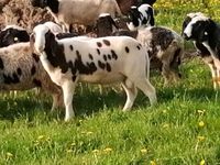 2 Gekörte gescheckte Bergschaf Böcke Schafe Lämmer Herdbuch Bayern - Ellingen Vorschau