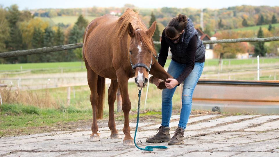 Pferdeosteopathie / Osteopathie für Pferde und Ponys in Dresden