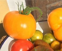 Saatgut „Goldene Königin“ historische Tomate, 10 Samen, samenfest Bayern - Ramerberg Vorschau