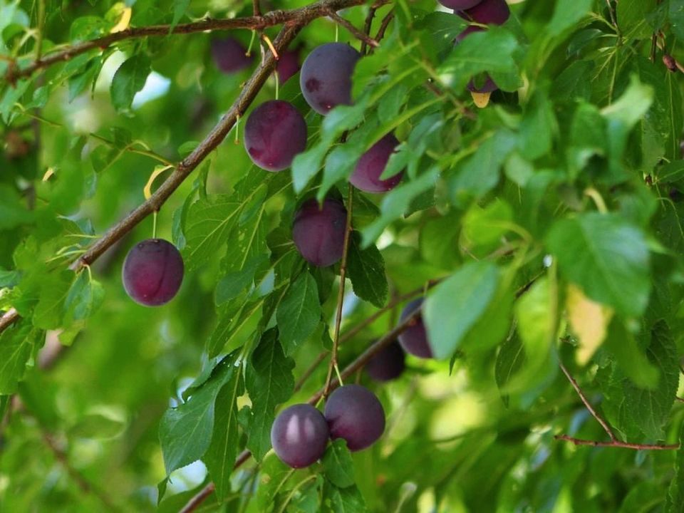 Obstbäume (historische Sorten) Kirsche, Pflaume, NashiBirne... in