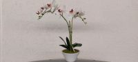 2x Orchidee im Topf - neu - mit Etikett - künstliche Blumen Nordrhein-Westfalen - Datteln Vorschau