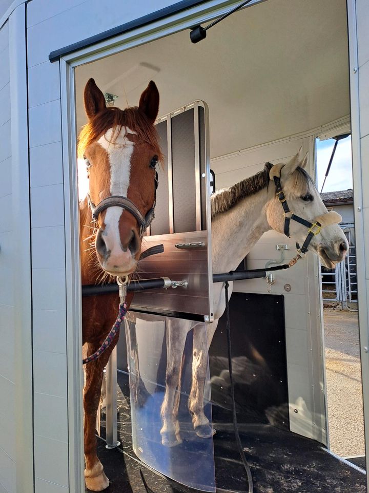 XXL Pony, Wallach 4 jährig, Dressurpony Reitpony in Langenbrettach