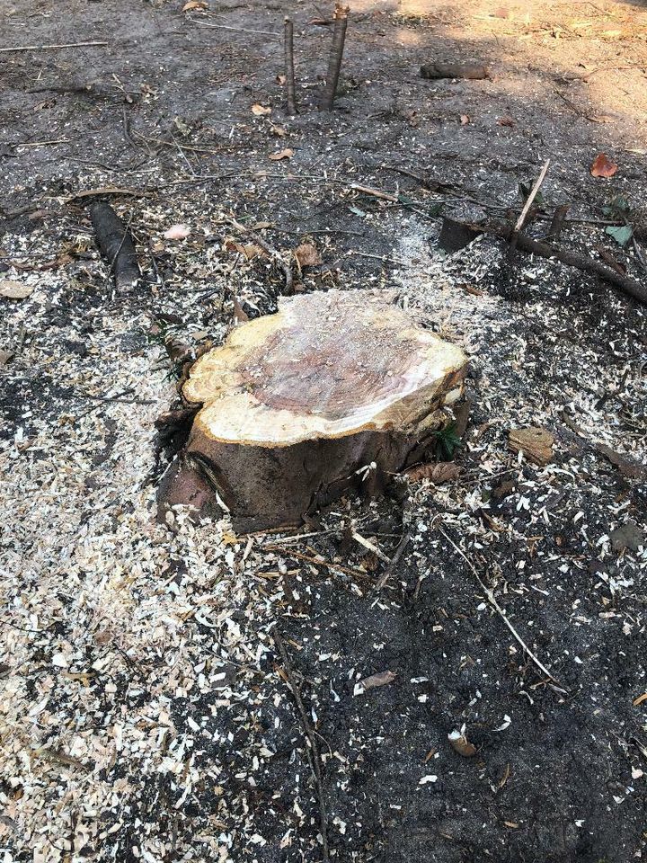 Wurzelfräsen Stubbenfräsen Wurzel Baumwurzel Stubben zu entfernen in Berlin