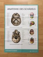 Anatomie des Schädels Poster - Amboss - Lernposter Thüringen - Erfurt Vorschau