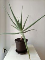 Aloe Vera 55 cm + Berlin - Pankow Vorschau