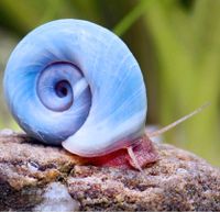 Avatar Posthornschnecke Sachsen-Anhalt - Burg Vorschau