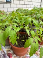 Internationale Tomatensorten je Pflanze 2€ Obervieland - Kattenturm Vorschau
