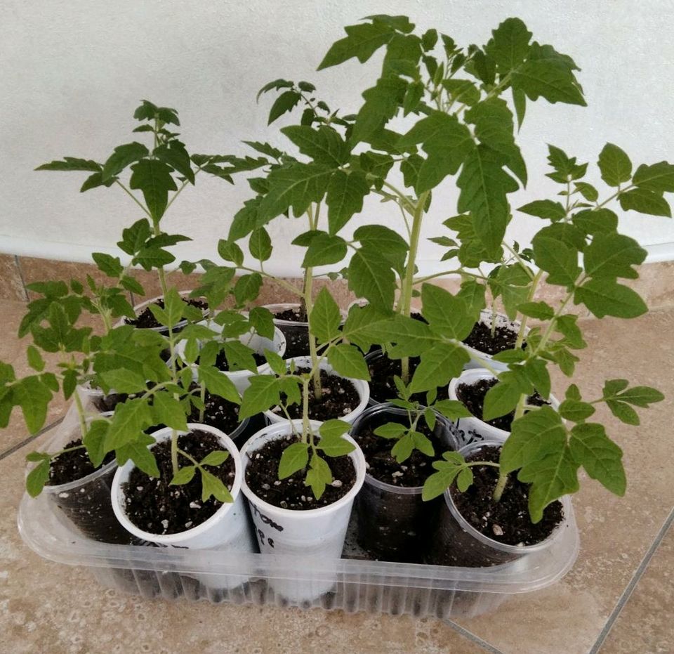 Tomaten Pflanzen in verschiedenen Sorten in Ahaus