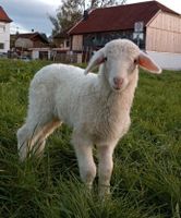 Wolle vom Tiroler Steinschaf *grau*weiß* Bayern - Huglfing Vorschau