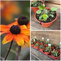 Sonnenhut, Rudbeckia 'Prairie Glow', Staude, Stück 3,50 Euro Niedersachsen - Osteel Vorschau