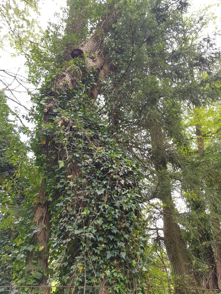 Baum Fällarbeiten Brennholz Garten in Detmold