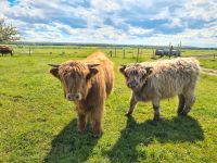 Highland Cattle Bullen aus 2023 Hessen - Florstadt Vorschau