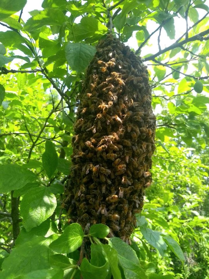 Bienen Schwarm Rettung durch Imker in Nürnberg (Mittelfr)