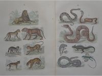 Lithographie, Zoologie, Ornithologie, Schlangen, Tiere, Deko Baden-Württemberg - Karlsruhe Vorschau