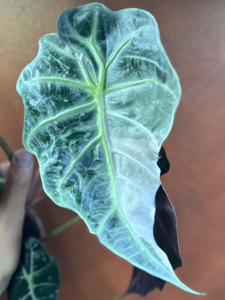 Alocasia Polly Variegata Rhizom in Dormagen