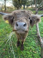 Biete eine liebevolle Westhighland Kuh Rind an Sachsen-Anhalt - Arnstein Vorschau