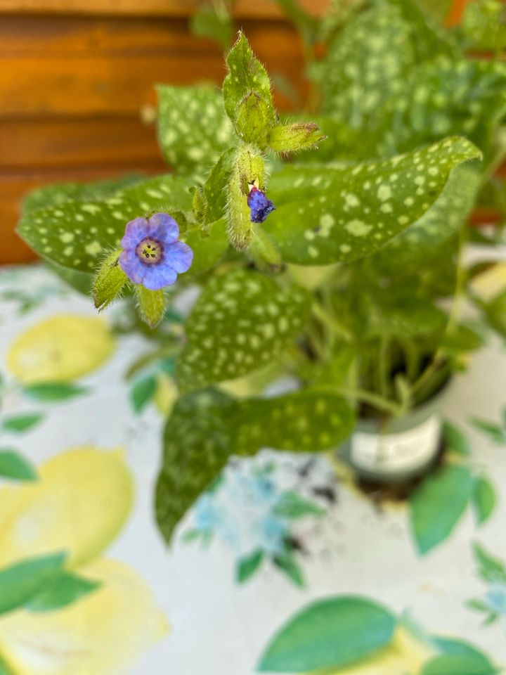 Balkon Gartenblumen Lungenkraut in ca 12 cm Topf je 3€ in Pohlheim