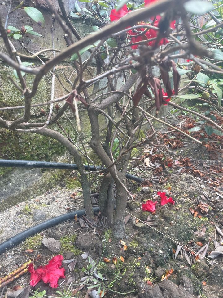 ⭐️ TOLLE  japanische Azalee Azalea Rhododendron rot magenta in Duisburg