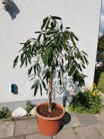 Ficus Amstel King 160cm Nordrhein-Westfalen - Lindlar Vorschau