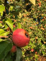 Apfelsaft Bag-In-Box Bayern - Schlüsselfeld Vorschau