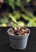Anthurium Bakeri Babyplant/Babypflanze Nordrhein-Westfalen - Mönchengladbach Vorschau