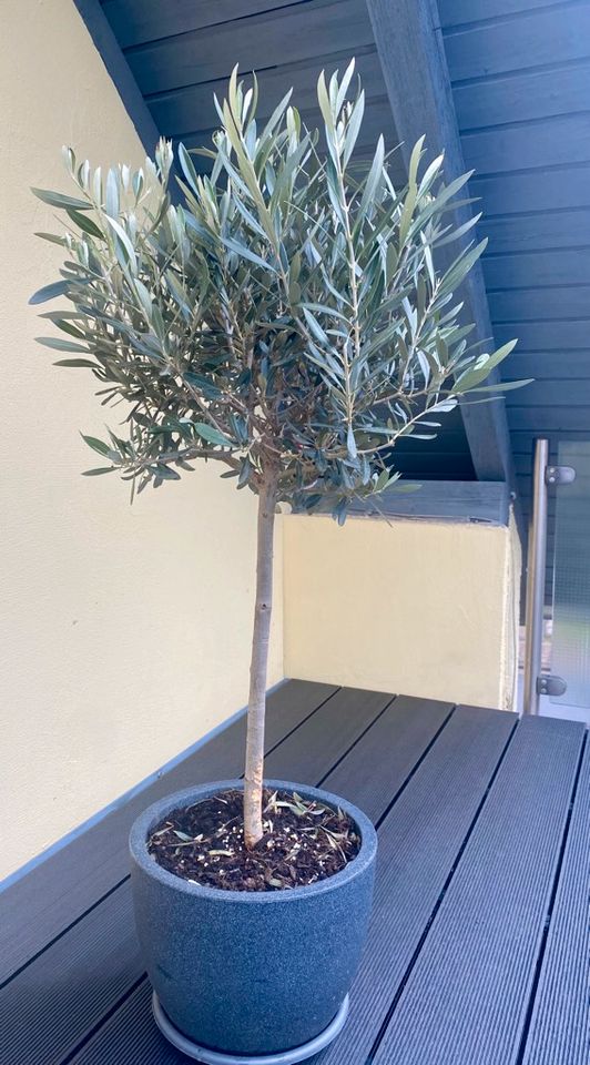 ✅NEU✅Olivenbaum Stamm Olive 80 - 100 cm Olea Europaea Baum 6 in Hamburg