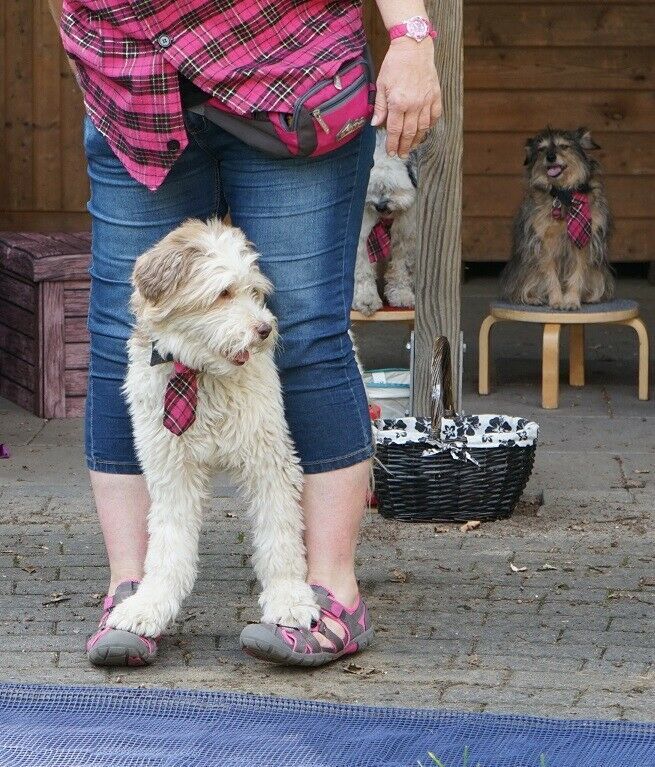 Die Hunde-Show für Kindergeburtstage, Seniorenheime uva Events in Dortmund