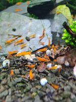 Neocaridina davidi “Orange Sakura” Garnelen 2,00€ Niedersachsen - Burgdorf Vorschau