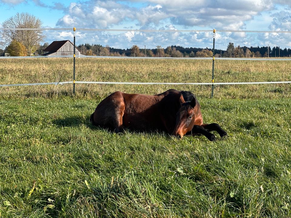 Urlaubsvertretung, Betreuung Pferd/Pony oder bei Krankheitsfall in Rot an der Rot