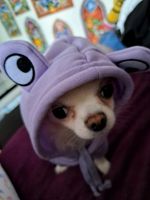 Kleines Hunde outfit pullover kostüm Chihuahua Frosch in lila Berlin - Wilmersdorf Vorschau