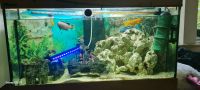 Aquarium 240l Kiel - Schreventeich-Hasseldieksdamm Vorschau